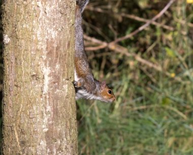 greysquirrel181018 Grey Squirrel Holkham Pines, Norfolk