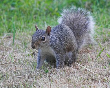 greysquirrel2 Grey Squirrel Llanbedr, North Wales