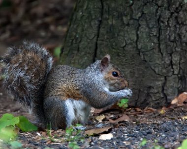 greysquirrel200510 Grey Squirrel Sculthorpe moor, Norfolk