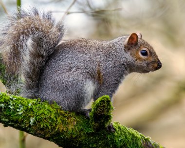 greysquirrel290224 Grey Squirrel Leighton Moss, Lancashire