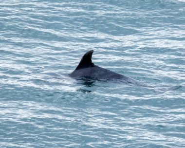 minkewhale111117 Minke Whale Marine Drive, Isle of Man