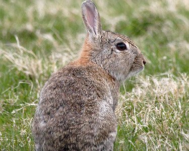 Rabbit3 Rabbit Cregneash, Isle of Man