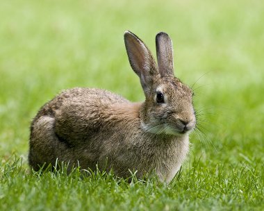 rabbit010809b Rabbit, St Johns, Isle of Man