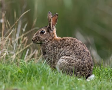 rabbit080515 Rabbit Flitcham, Norfolk