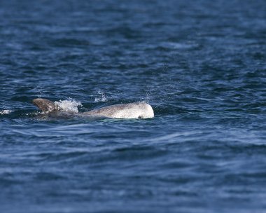 rissos220808c Rissos Dolphin Fort Island, Isle of Man