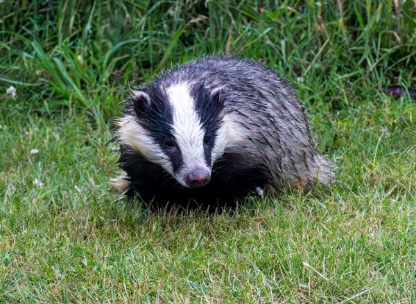 Badger