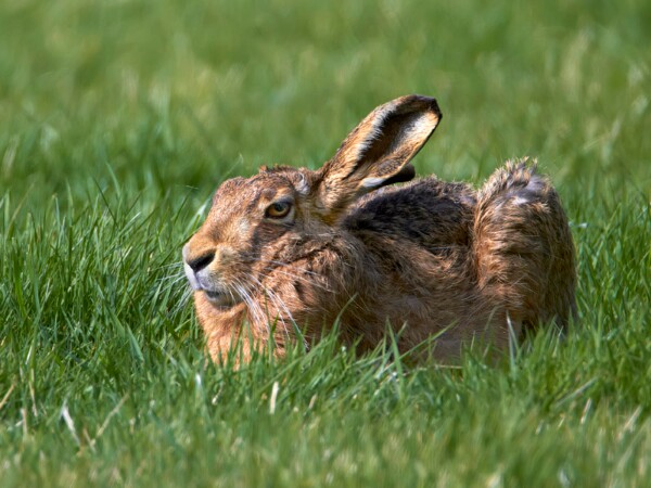 Brown Hare
