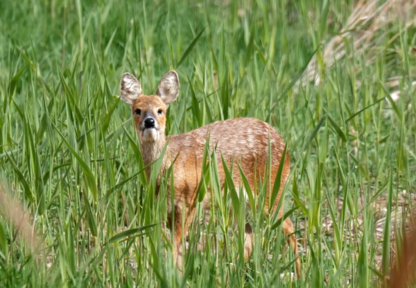 Chinese Water Deer