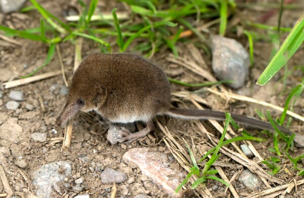 Common Shrew