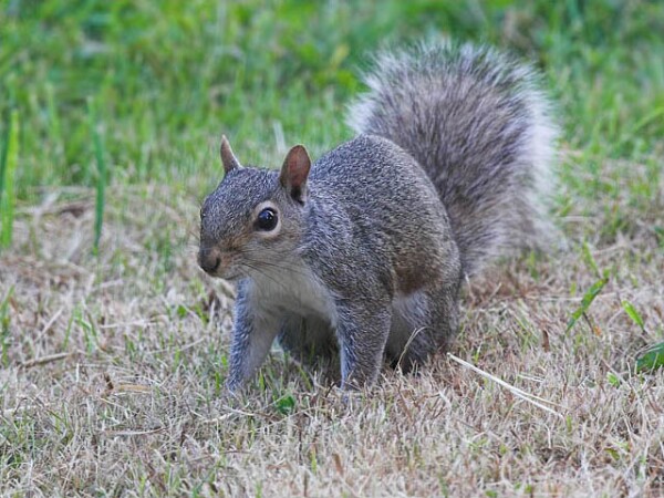 Grey Squirrel