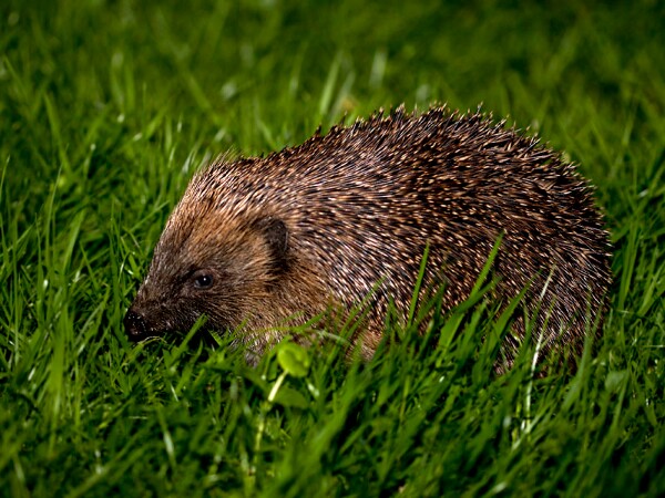 Hedgehog