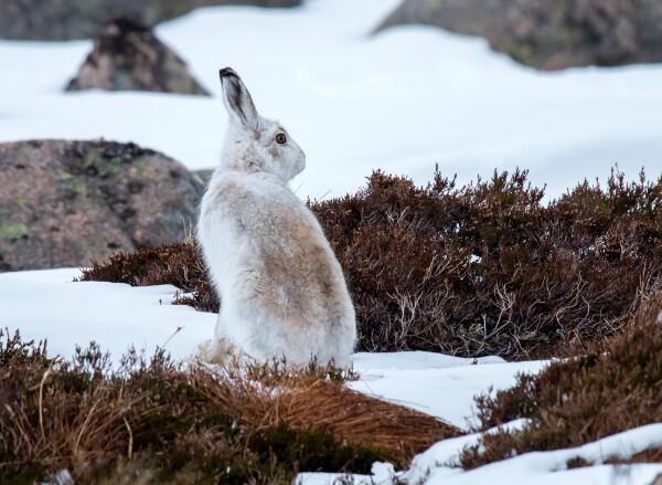 Mountain Hare