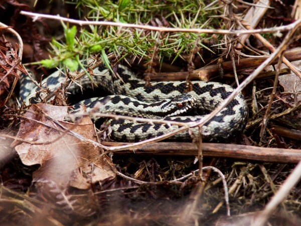Adder