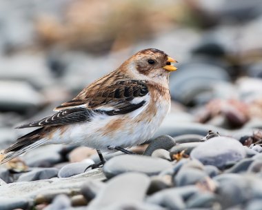 snowbunting191116e Snow Bunting Point of Ayre, Isle of Man