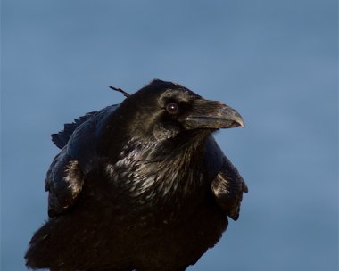 raven150112 Raven Derbyhaven, Isle of Man