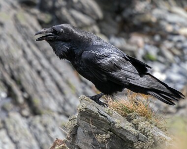 raven260326 Raven Langness, Isle of Man