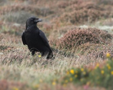 raven6 Common Raven Ballaghennie, Isle of Man