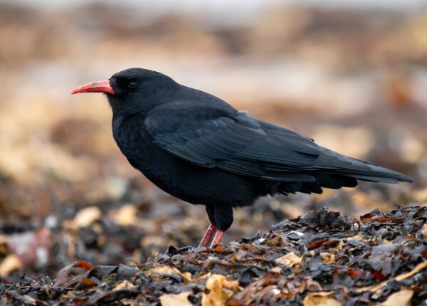 Chough
