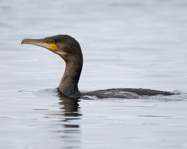 cormorant080226 Cormorant Kerrowdhoo, Isle of Man