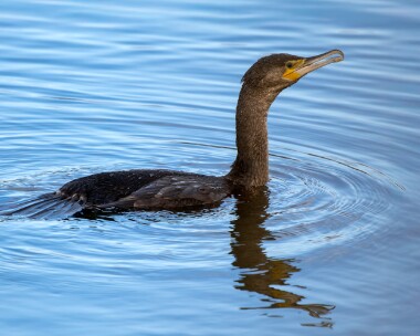 cormorant121225 Cormorant MBL POA reserve, Isle of Man