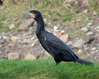 cormorant4 Cormorant Ramsey, Isle of Man