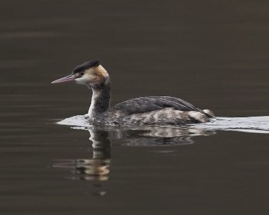 gcg231208b Great-crested Grebe Marbury Cp, Cheshire
