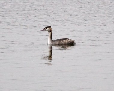 greatcrestedgrebe5 Great-crested Grebe Moore Nr, Cheshire