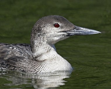 gnd030507d Great Northern Diver Peel, Isle of Man