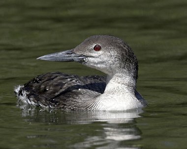 gnd030507e Great Northern Diver Peel, Isle of Man