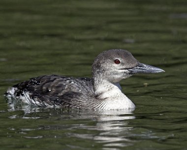 gnd030507f Great Northern Diver Peel, Isle of Man