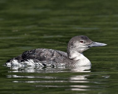 gnd030507h Great Northern Diver Peel, Isle of Man