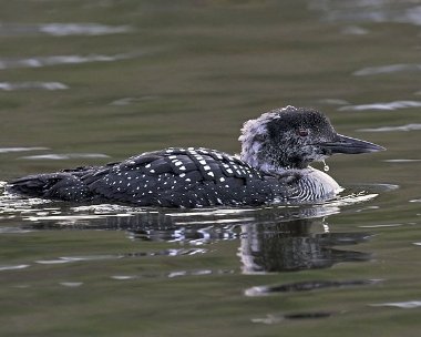 gnd20070411b Great Northern Diver Peel, Isle of Man