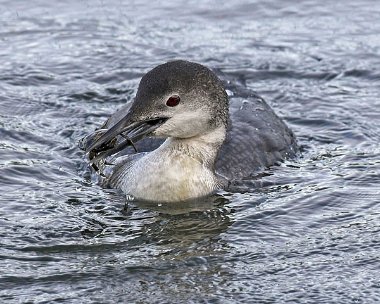 gnd20070411d Great Northern Diver Peel, Isle of Man