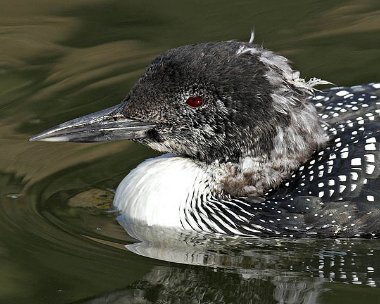 gnd20070414 Great Northern Diver Peel, Isle of Man