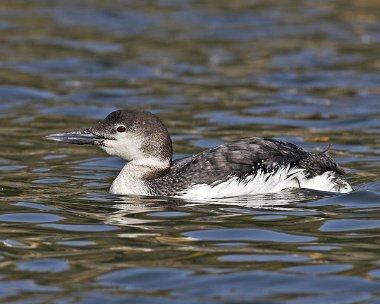 gnd20070414H Great Northern Diver Peel, Isle of Man