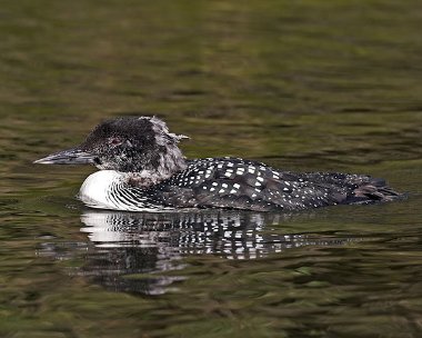 gnd20070414b Great Northern Diver Peel, Isle of Man