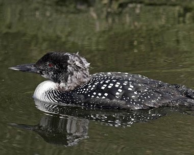 gnd20070414f Great Northern Diver Peel, Isle of Man