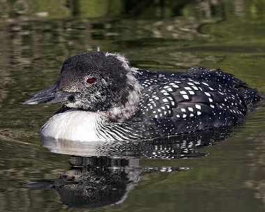 gnd20070414g Great Northern Diver Peel, Isle of Man