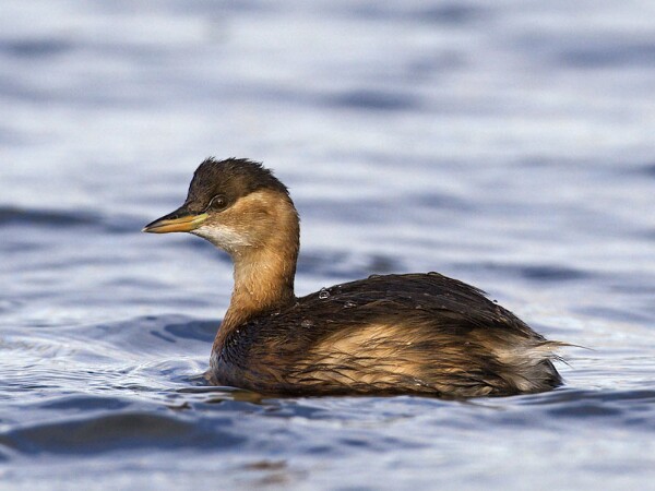 Littlegrebe