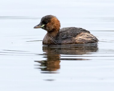 littlegrebe131015 Little Grebe Wells, Norfolk