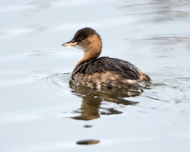 littlegrebe180916 Little Grebe Salthouse, Norfolk