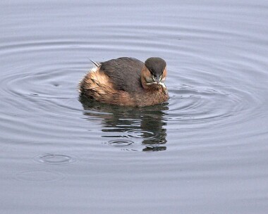 littlegrebe20061226 Little Grebe Moore Nr, Cheshire