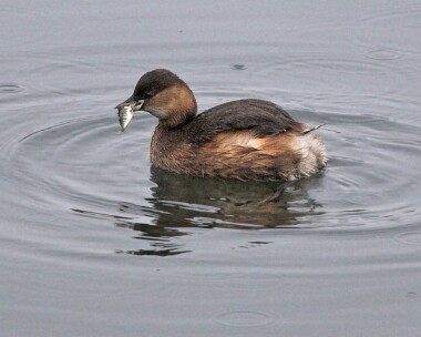 littlegrebe20061226b Little Grebe Moore Nr, Cheshire