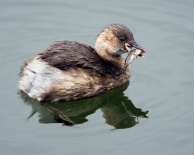 littlegrebe210208 Little Grebe Moore Nr, Cheshire