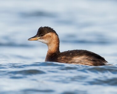 littlegrebe281208b Little Grebe Derbyhaven bay, Isle of Man
