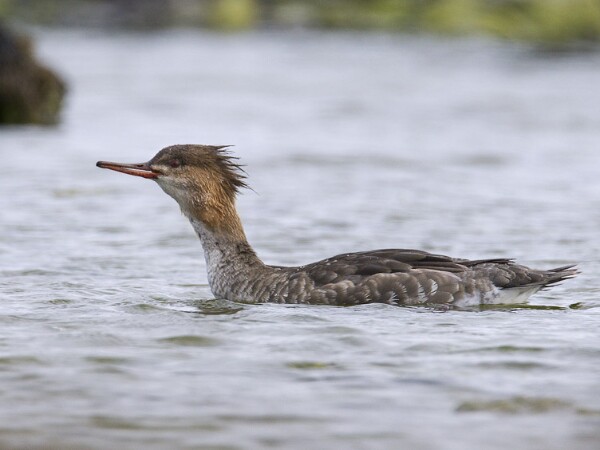 Redbreastedmerganser