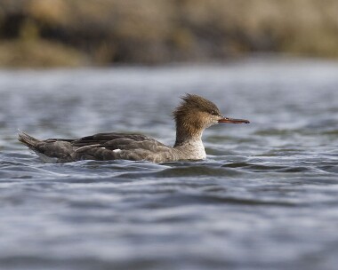 rbm190408 Red-breasted Merganser Langness, Isle of Man