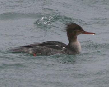 rbmerganser12 Red-breasted Merganser Derbyhaven Bay, Isle of Man