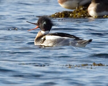 rbmerganser13 Red-breasted Merganser Strandhall, Isle of Man