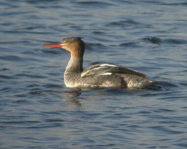 rbmerganser4 Red-breasted Merganser Langness, Isle of Man